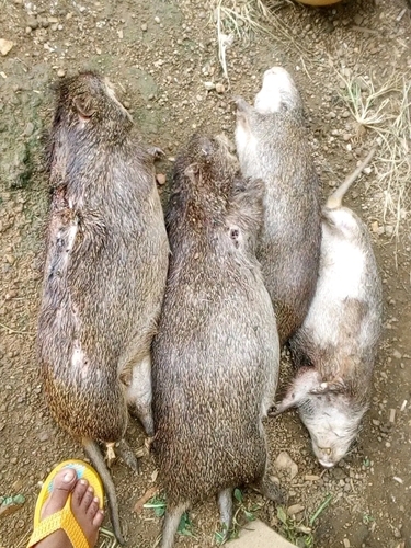 Greater Cane Rat