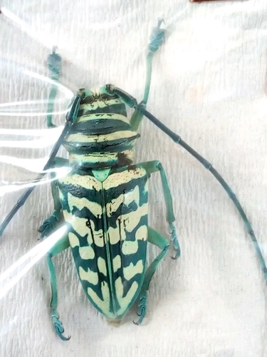 Jewel Longhorn Beetle