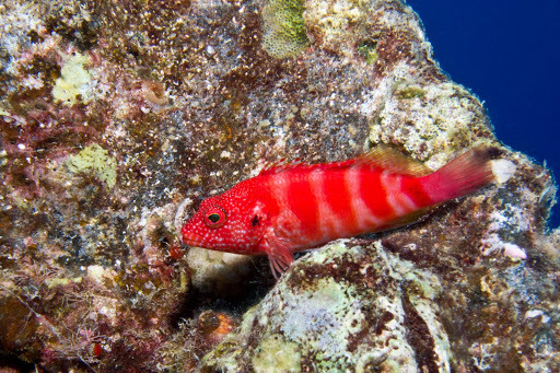 Redbarred Hawkfish (Cirrhitops fasciatus) - Marine Life Identification