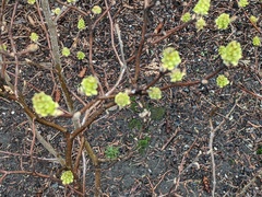 Fothergilla