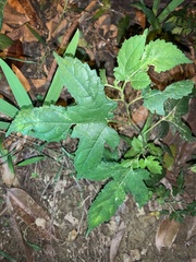 Morus indica