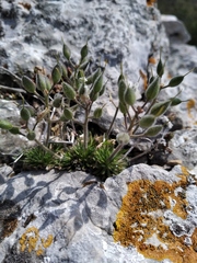 Draba cuspidata