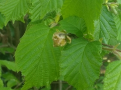 Phytoptus avellanae