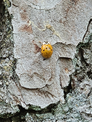 Asian Lady Beetle