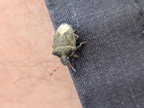Vernal Shield Bug