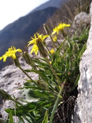 Takhtajaniantha crispa