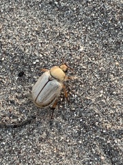 Pseudocotalpa giulianii