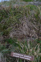 Lepidosperma gladiatum, photograph author not stated, no rights reserved