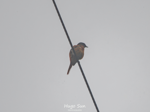 Gray-chinned Minivet