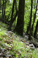 Trichophorum planifolium