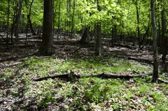 Trichophorum planifolium