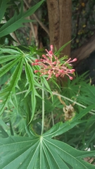 Jatropha multifida