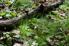 Trichophorum planifolium