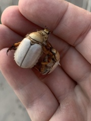 Pseudocotalpa giulianii