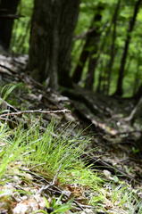 Trichophorum planifolium