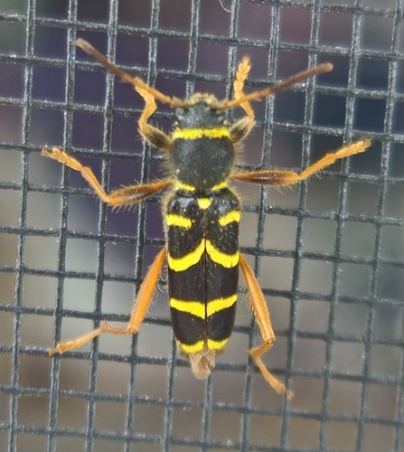 Wasp Beetle