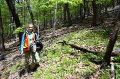 Trichophorum planifolium