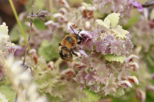Anthophora ferruginea