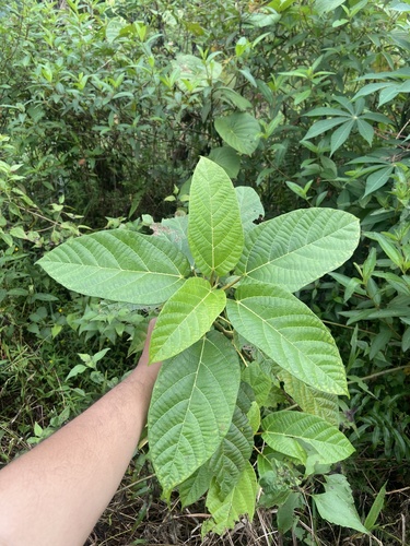Ficus observed 2026-06-06