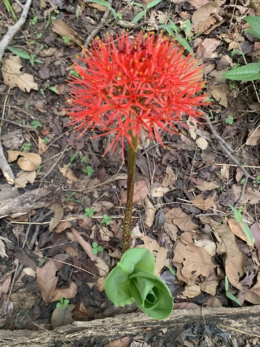 Bloodlily
