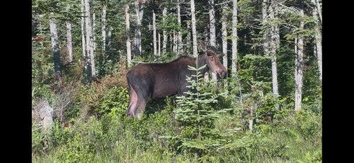 Moose