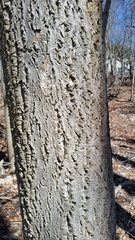 Phellodendron amurense