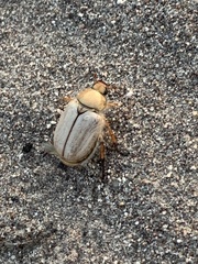 Pseudocotalpa giulianii