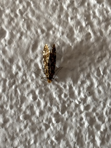 Large Brindled Clothes Moth