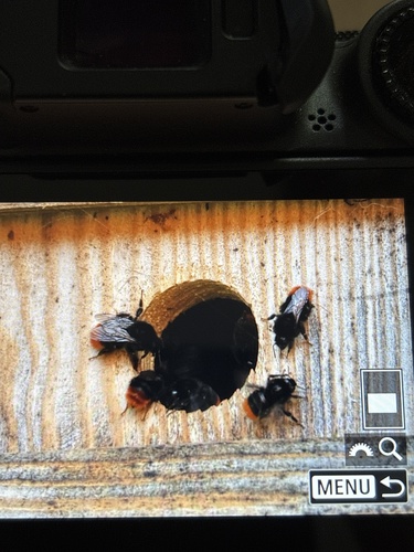 Red-tailed Bumble Bee