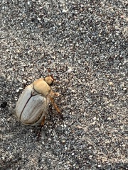 Pseudocotalpa giulianii