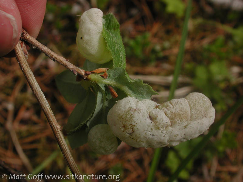 Exobasidium image