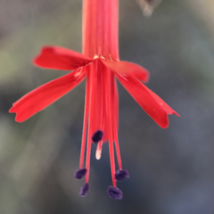 Ipomopsis tenuifolia