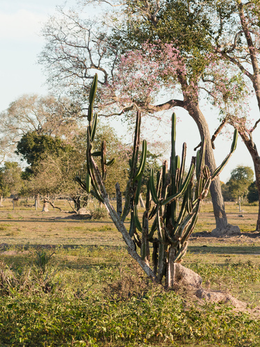 Cereus bicolor, photograph 5