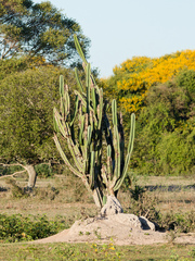 Cereus bicolor, photograph (c) Donald Davesne, some rights reserved (CC BY)