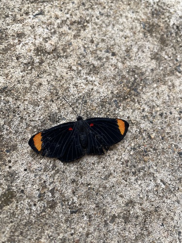 Melanis unxia