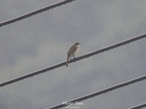 Light-vented Bulbul