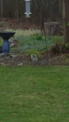 Sciurus carolinensis