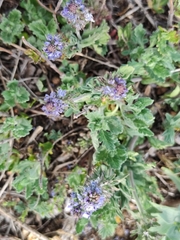 Veronica austriaca