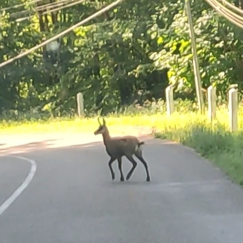 Northern Chamois