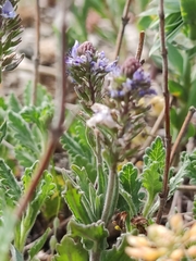 Veronica austriaca