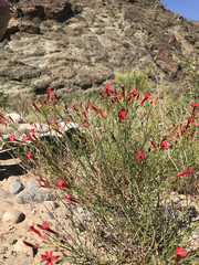 Ipomopsis tenuifolia
