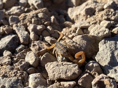 Centruroides vittatus