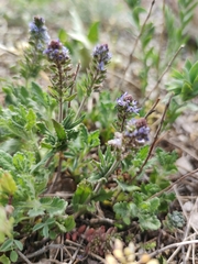 Veronica austriaca