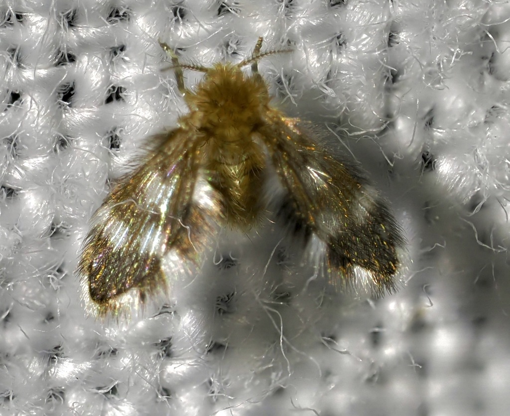 Tonnoiriella obtusa