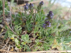 Veronica austriaca