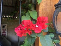 Bougainvillea