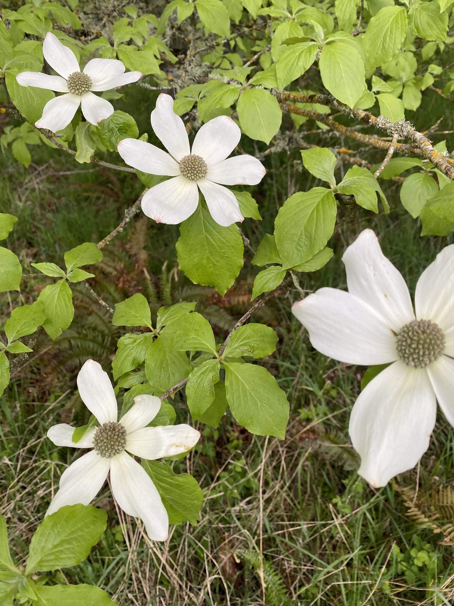 Cornus nuttallii