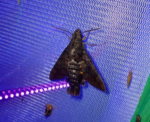 Macroglossum saga