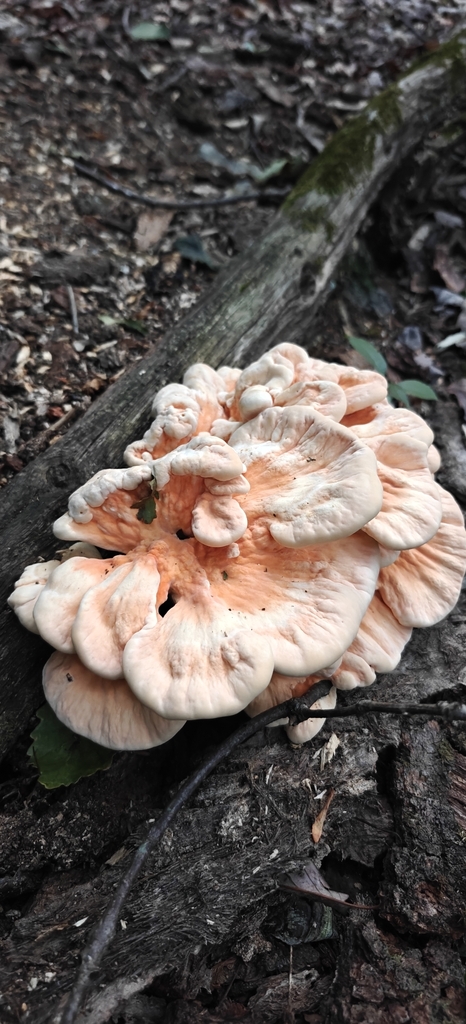 White-pored Chicken of the Woods · June 2026 · photo: Photo: (c) Mark Jones, some rights reserved (CC BY) · iNaturalist