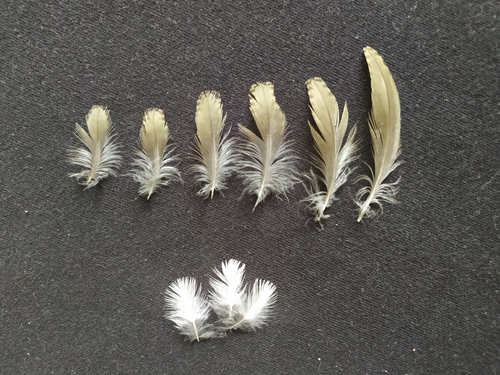 Plume de Chevalier guignette